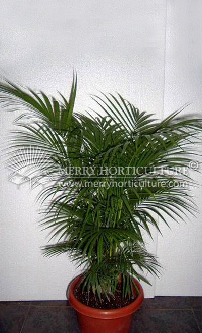 Rhopalobaste ceramica (Jawa palm)2